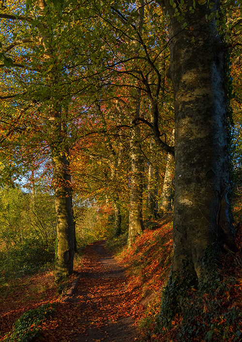 clonmell-woods