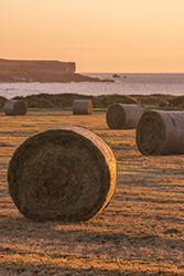 hay-bales