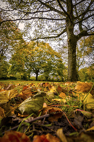 Autumn-scene