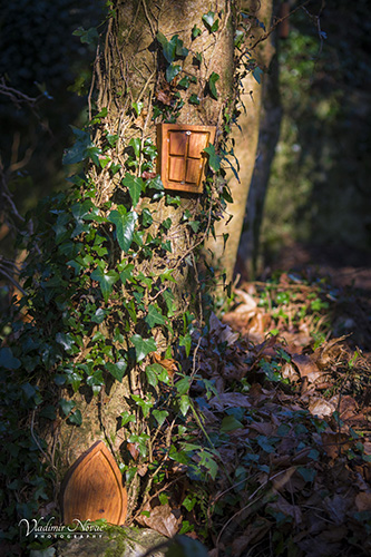 Fairy-forest