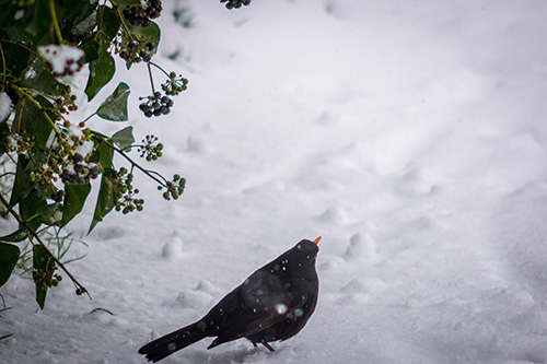 Limerick-winter-2