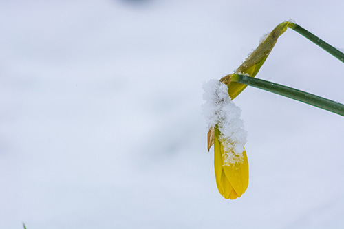 Limerick-winter-3