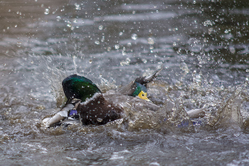 Mallard-fighting
