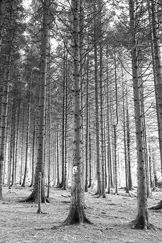Merlin-woods-1