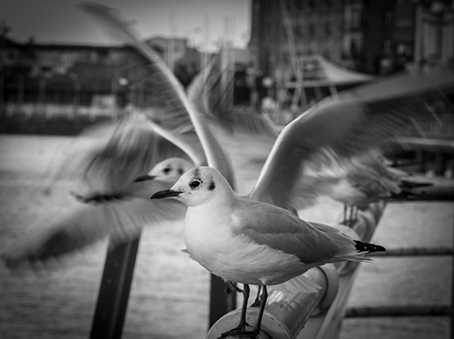 Preparing-to-fly