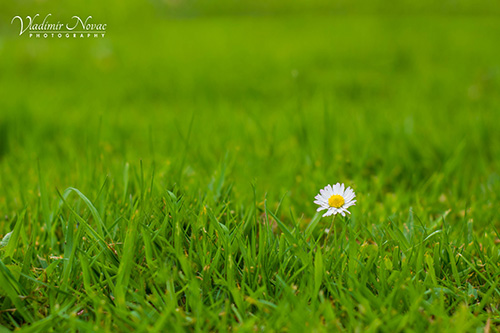 flower-2