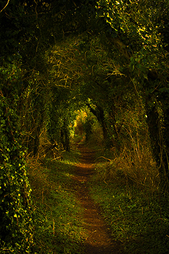 forest-path
