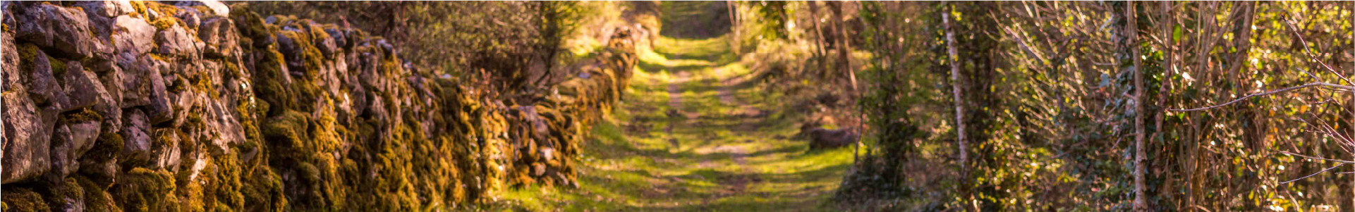 header-1