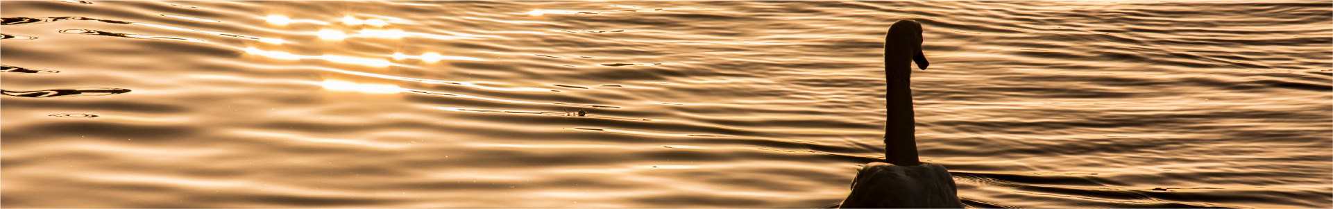 header-5